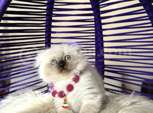Scottish Fold Longhair Chocolate Point Yavrular görsel