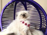 Scottish Fold Longhair Chocolate Point Yavrular