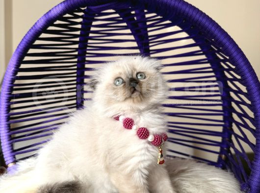 Scottish Fold Longhair Chocolate Point Yavrular görsel