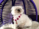 Scottish Fold Longhair Chocolate Point Yavrular