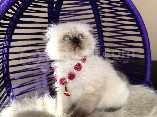 Scottish Fold Longhair Chocolate Point Yavrular görsel