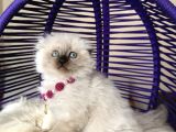 Scottish Fold Longhair Chocolate Point Yavrular