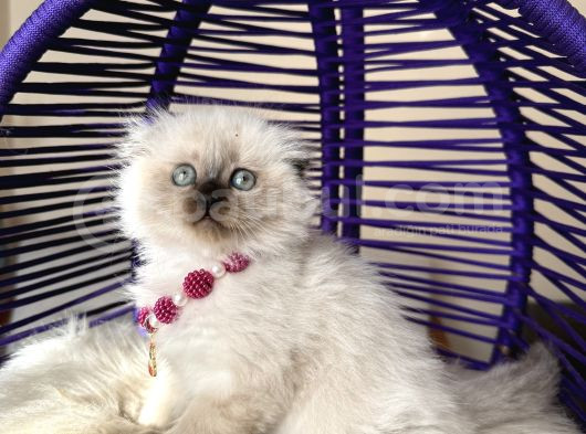 Scottish Fold Longhair Chocolate Point Yavrular görsel