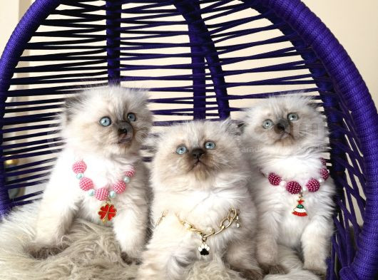 Scottish Fold Longhair Chocolate Point Yavrular görsel
