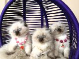 Scottish Fold Longhair Chocolate Point Yavrular