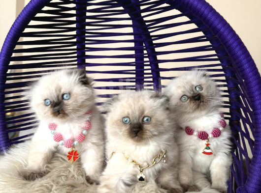 Scottish Fold Longhair Chocolate Point Yavrular