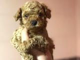 Bebek Suratli Toy Poodle Oyuncak Bebekler