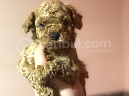 Bebek Suratli Toy Poodle Oyuncak Bebekler görsel