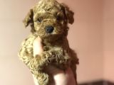 Bebek Suratli Toy Poodle Oyuncak Bebekler