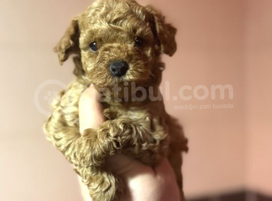 Bebek Suratli Toy Poodle Oyuncak Bebekler görsel