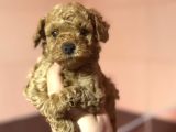 BEBEK SURATLI TOY POODLE OYUNCAK BEBEKLER
