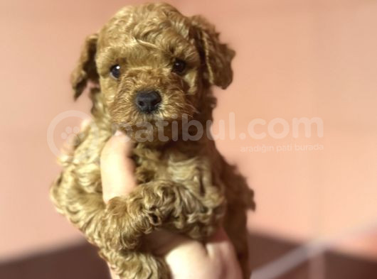 Bebek Suratli Toy Poodle Oyuncak Bebekler