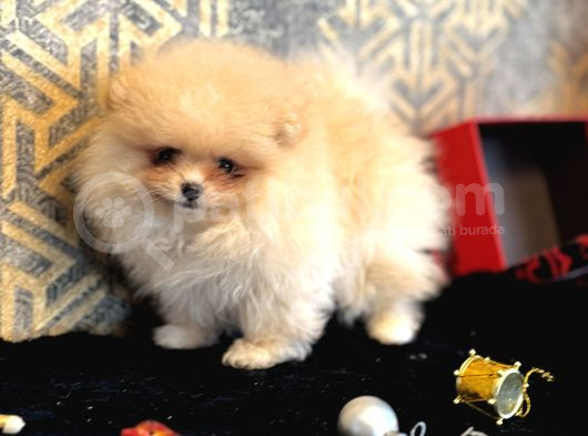 Mi̇ni̇ Boy Boo Pomerani̇an Garanti̇li̇ Yavrumuz görsel