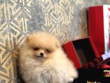 Mi̇ni̇ Boy Boo Pomerani̇an Garanti̇li̇ Yavrumuz