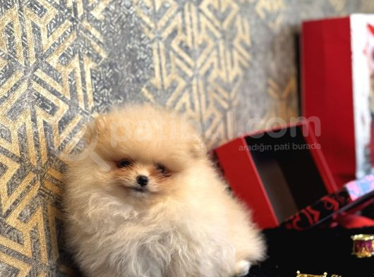 Mi̇ni̇ Boy Boo Pomerani̇an Garanti̇li̇ Yavrumuz görsel