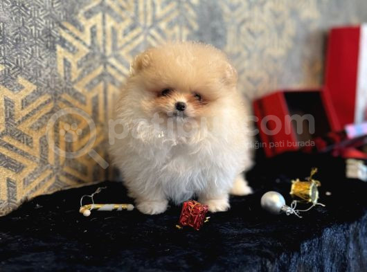 Mi̇ni̇ Boy Boo Pomerani̇an Garanti̇li̇ Yavrumuz