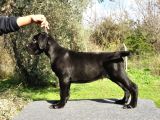 şecere belgeli ırk ve sağlık garantili yavrular