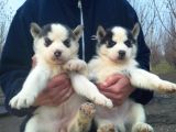 Sibirya Kurdu Husky Yavrularımız