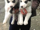 Sibirya Kurdu Husky Yavrularımız