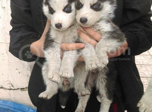 Sibirya Kurdu Husky Yavrularımız görsel