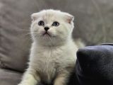Aile Sıcaklığnda Büyüyen  Scottish Fold British Yvrlr