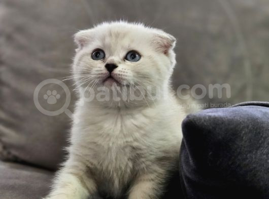 Aile Sıcaklığnda Büyüyen  Scottish Fold British Yvrlr görsel