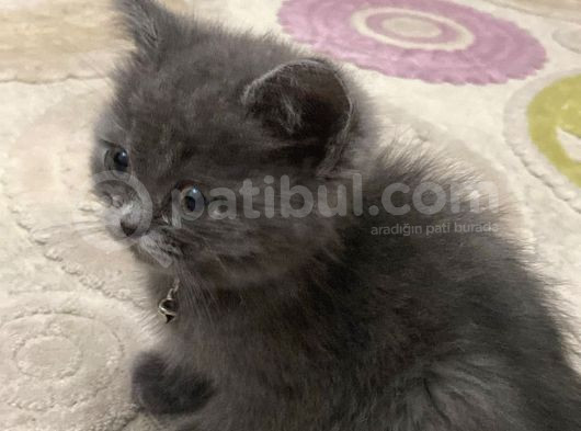 Safkan British Gri 53 Günlük