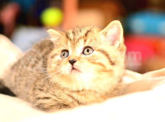 En Kaliteli Black Golden Ny24 British Shorthair görsel