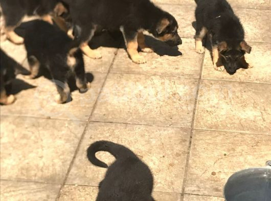 Alman Kurdu Yavrularimiz görsel