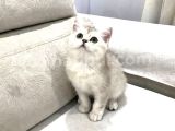 BRİTİSH SHORTHAİR YAVRULARI VONALP PET GARANTİSİYLE