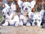 MERLE FRENCH BULDOG YAVRUMUZ