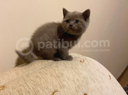 Safkan British Gri 53 Günlük görsel