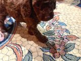 Ev Ortamindan Toy Poodle