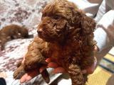 EV ORTAMINDAN TOY POODLE