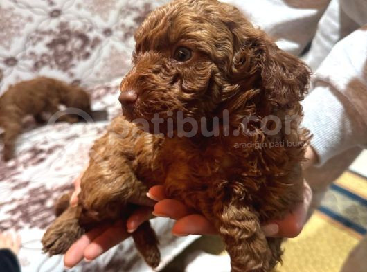 Ev Ortamindan Toy Poodle