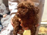 Ev Ortamindan Toy Poodle