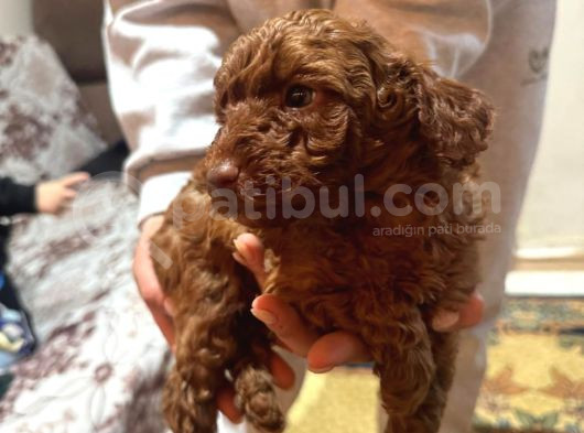 Ev Ortamindan Toy Poodle görsel