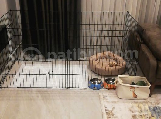 Ev Ortamindan Toy Poodle görsel
