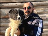 DUNYANİN EN ZEKİ IRKI BORDER COLLIE