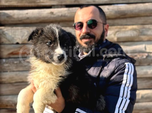 Dunyani̇n En Zeki̇ Irki Border Collie