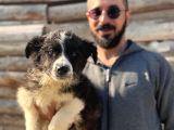 Dunyani̇n En Zeki̇ Irki Border Collie