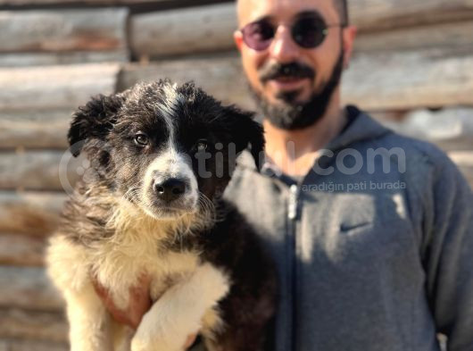 Dunyani̇n En Zeki̇ Irki Border Collie görsel