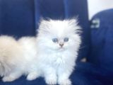 Show Kalite Eşsiz Güzellik