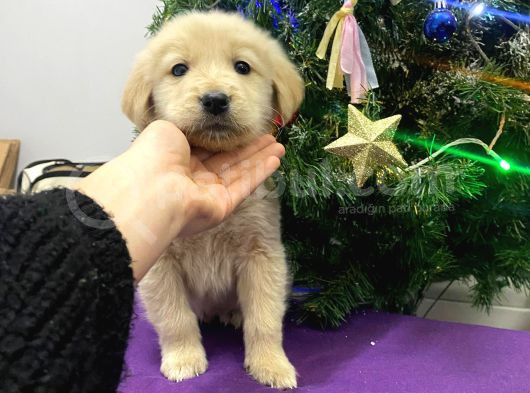 Baby Face Golden Bebekler görsel