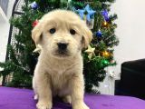 Baby face Golden bebekler