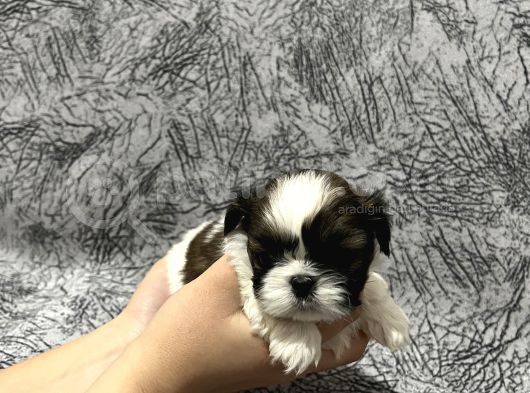 Kendi̇ Shih Tzu Yavrularimizi Yeni̇ Yuvalariyla Buluşturuyoruz görsel