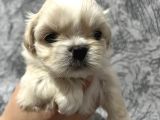 KENDİ SHIH TZU YAVRULARIMIZI YENİ YUVALARIYLA BULUŞTURUYORUZ