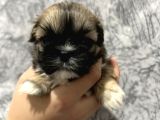 Kendi̇ Shih Tzu Yavrularimizi Yeni̇ Yuvalariyla Buluşturuyoruz