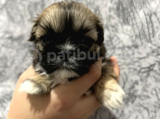 Kendi̇ Shih Tzu Yavrularimizi Yeni̇ Yuvalariyla Buluşturuyoruz görsel