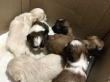 Kendi̇ Shih Tzu Yavrularimizi Yeni̇ Yuvalariyla Buluşturuyoruz